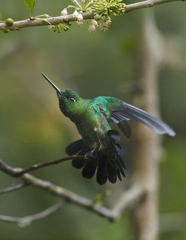 Green Crowned Brilliant Hummingbird White Modern Wood Framed Art Print with Double Matting by Fitzharris, Tim