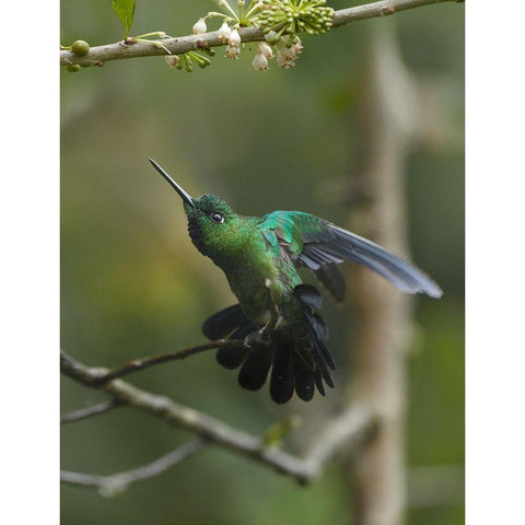 Green Crowned Brilliant Hummingbird Black Modern Wood Framed Art Print with Double Matting by Fitzharris, Tim