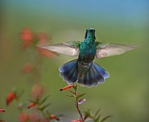 Green Violet-Ear Hummingbird Black Ornate Wood Framed Art Print with Double Matting by Fitzharris, Tim