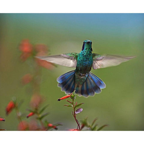 Green Violet-Ear Hummingbird Black Modern Wood Framed Art Print with Double Matting by Fitzharris, Tim