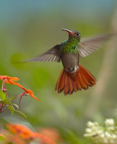 Rufous Tailed Hummingbird White Modern Wood Framed Art Print with Double Matting by Fitzharris, Tim