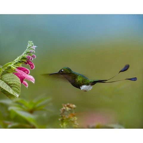 Booted Racket-Tail Hummingbird Black Modern Wood Framed Art Print with Double Matting by Fitzharris, Tim