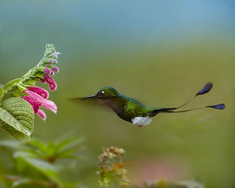 Booted Racket-Tail Hummingbird White Modern Wood Framed Art Print with Double Matting by Fitzharris, Tim