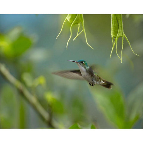 Andean Emerald Humming Bird Gold Ornate Wood Framed Art Print with Double Matting by Fitzharris, Tim