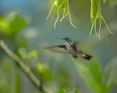 Andean Emerald Humming Bird White Modern Wood Framed Art Print with Double Matting by Fitzharris, Tim