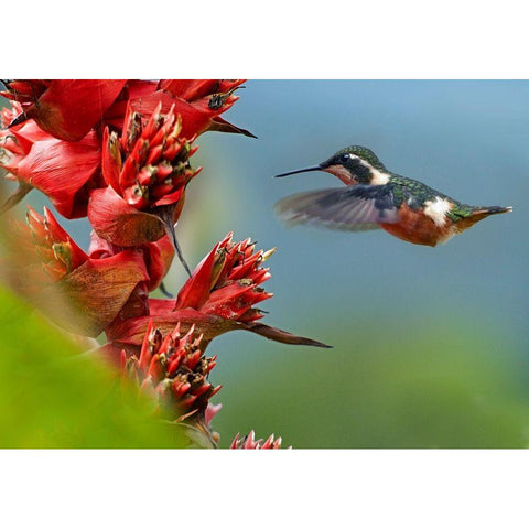 Purple Throated Woodstar Hummingbird White Modern Wood Framed Art Print by Fitzharris, Tim