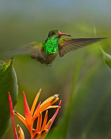 Rufous Tailed Hummingbird White Modern Wood Framed Art Print with Double Matting by Fitzharris, Tim