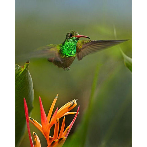 Rufous Tailed Hummingbird White Modern Wood Framed Art Print by Fitzharris, Tim