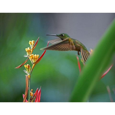 Fawn Breasted Brilliant Hummingbird Black Modern Wood Framed Art Print by Fitzharris, Tim