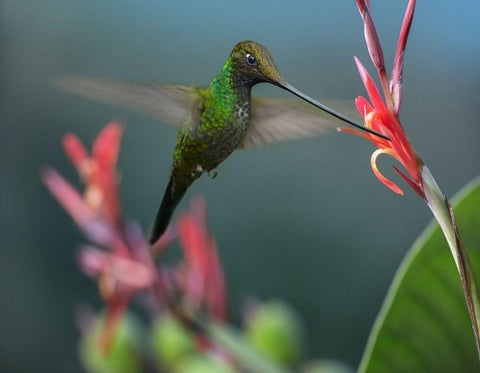 Sword Billed Hummingbird Black Ornate Wood Framed Art Print with Double Matting by Fitzharris, Tim