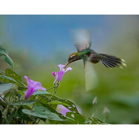 Green Hermit Hummingbird Gold Ornate Wood Framed Art Print with Double Matting by Fitzharris, Tim