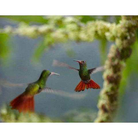 Rufous Tailed Hummingbirds White Modern Wood Framed Art Print by Fitzharris, Tim