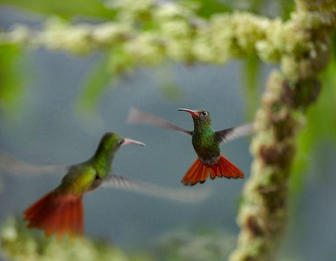 Rufous Tailed Hummingbirds White Modern Wood Framed Art Print with Double Matting by Fitzharris, Tim