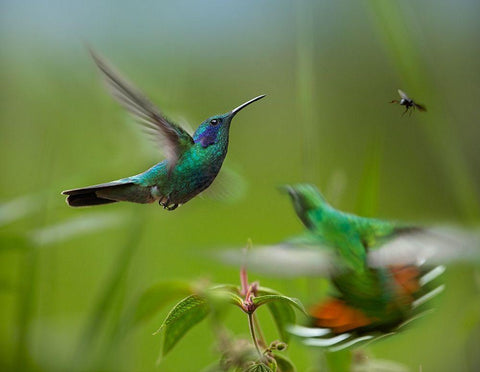 Green Violet-Ear Hummingbird and Green-Breasted Mango Hummingbirds Black Ornate Wood Framed Art Print with Double Matting by Fitzharris, Tim