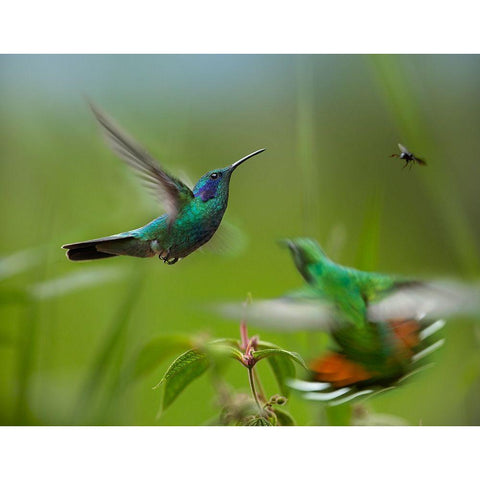 Green Violet-Ear Hummingbird and Green-Breasted Mango Hummingbirds White Modern Wood Framed Art Print by Fitzharris, Tim