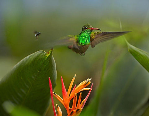 Rufous Tailed Hummingbird with Wasp White Modern Wood Framed Art Print with Double Matting by Fitzharris, Tim