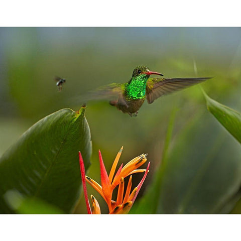 Rufous Tailed Hummingbird with Wasp Gold Ornate Wood Framed Art Print with Double Matting by Fitzharris, Tim