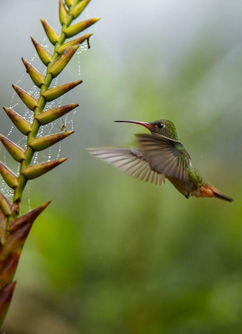 Rufous Tailed Hummingbirds White Modern Wood Framed Art Print with Double Matting by Fitzharris, Tim