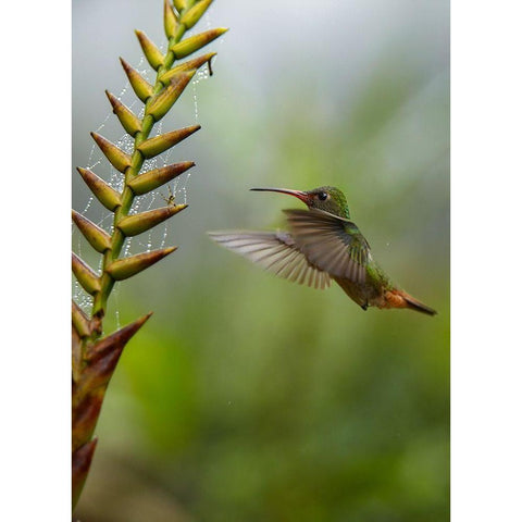 Rufous Tailed Hummingbirds White Modern Wood Framed Art Print by Fitzharris, Tim