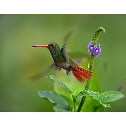 Rufous Tailed Hummingbirds Black Modern Wood Framed Art Print with Double Matting by Fitzharris, Tim