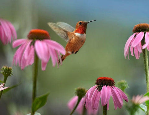 Rufous Hummingbird among purple Cornflowers White Modern Wood Framed Art Print with Double Matting by Fitzharris, Tim