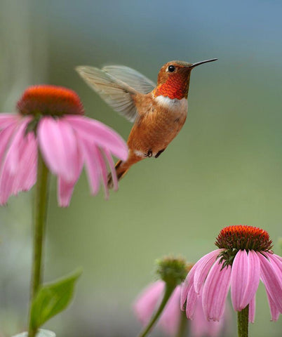 Rufous Hummingbird at Purple Coneflowers White Modern Wood Framed Art Print with Double Matting by Fitzharris, Tim