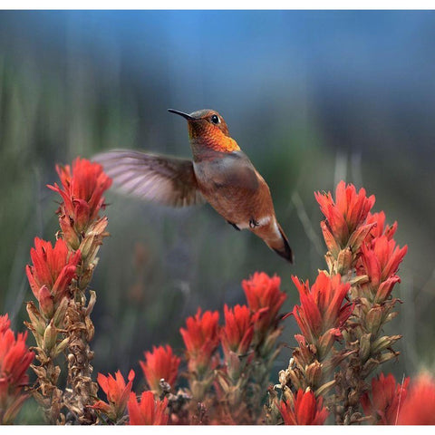 Rufous Hummingbird at Indian Paintbrushes Gold Ornate Wood Framed Art Print with Double Matting by Fitzharris, Tim