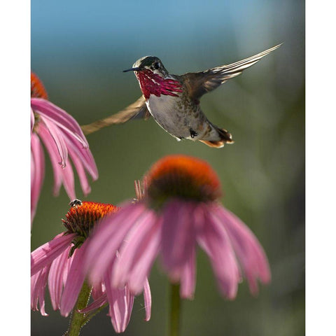 Calliope Hummingbird at Purple Coneflowers Gold Ornate Wood Framed Art Print with Double Matting by Fitzharris, Tim