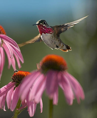 Calliope Hummingbird at Purple Coneflowers White Modern Wood Framed Art Print with Double Matting by Fitzharris, Tim