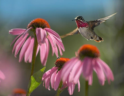 Calliope Hummingbird at Purple Coneflowers White Modern Wood Framed Art Print with Double Matting by Fitzharris, Tim