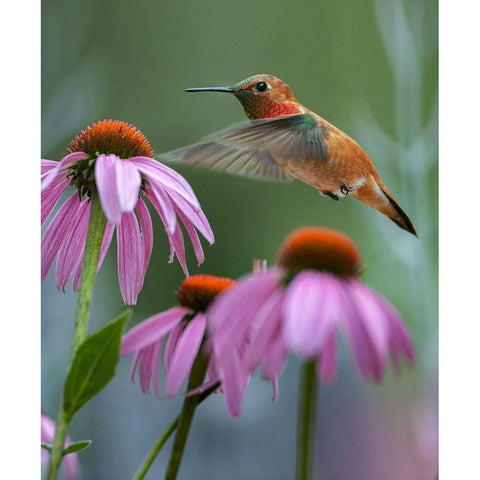 Rufous Hummingbird among purple Cornflowers Black Modern Wood Framed Art Print with Double Matting by Fitzharris, Tim