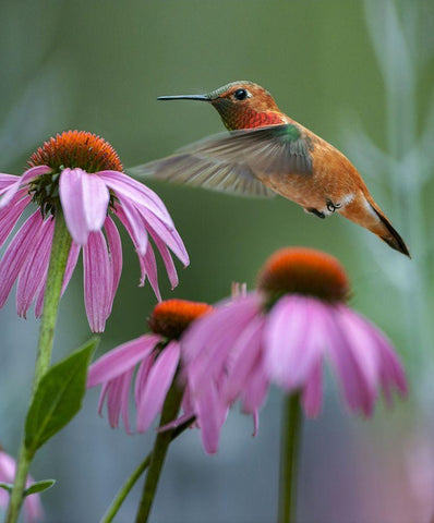 Rufous Hummingbird among purple Cornflowers Black Ornate Wood Framed Art Print with Double Matting by Fitzharris, Tim