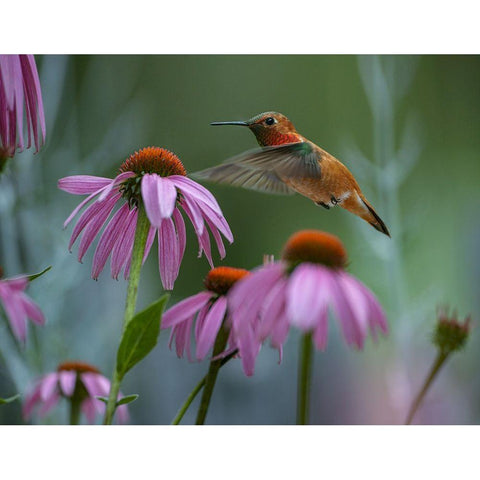 Rufous Hummingbird among Purple Coneflowers White Modern Wood Framed Art Print by Fitzharris, Tim