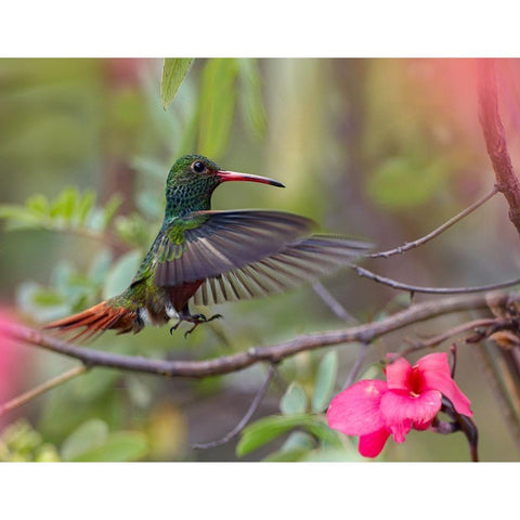 Hovering Male Rufous Tailed Hummingbird Gold Ornate Wood Framed Art Print with Double Matting by Fitzharris, Tim