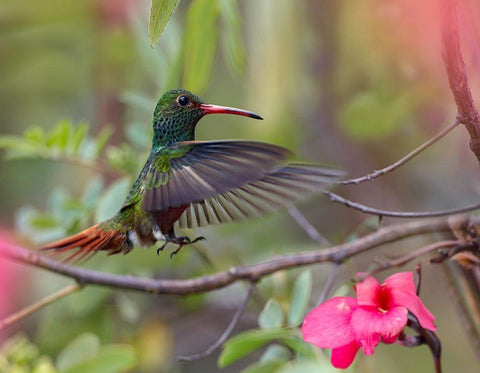 Hovering Male Rufous Tailed Hummingbird White Modern Wood Framed Art Print with Double Matting by Fitzharris, Tim