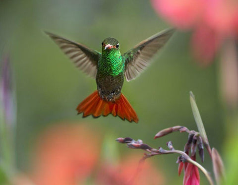 Rufous Tailed Hummingbird White Modern Wood Framed Art Print with Double Matting by Fitzharris, Tim