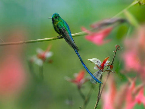 Long Tailed Sylph Hummingbird White Modern Wood Framed Art Print with Double Matting by Fitzharris, Tim