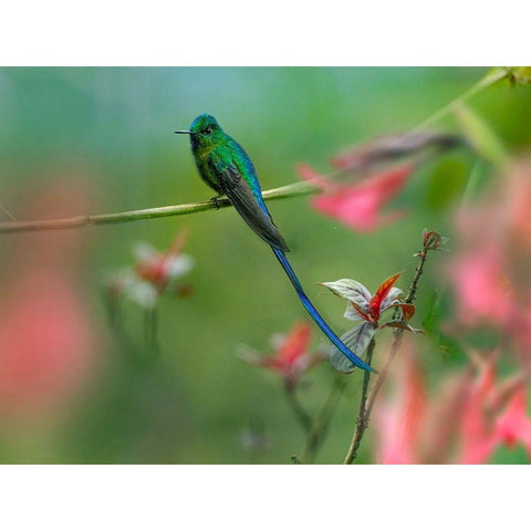 Long Tailed Sylph Hummingbird White Modern Wood Framed Art Print by Fitzharris, Tim