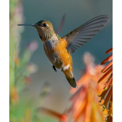 Broad Tailed Hummingbird Gold Ornate Wood Framed Art Print with Double Matting by Fitzharris, Tim