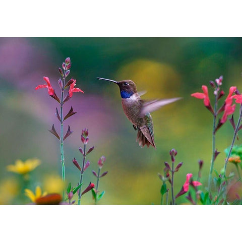 Black Chinned Hummingbird on Desert Penstemon White Modern Wood Framed Art Print by Fitzharris, Tim