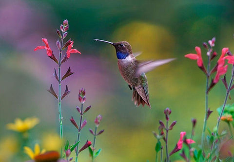 Black Chinned Hummingbird on Desert Penstemon Black Ornate Wood Framed Art Print with Double Matting by Fitzharris, Tim