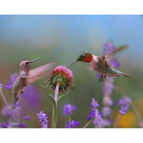 Ruby Throated Hummingbird at Bull Thistle Gold Ornate Wood Framed Art Print with Double Matting by Fitzharris, Tim