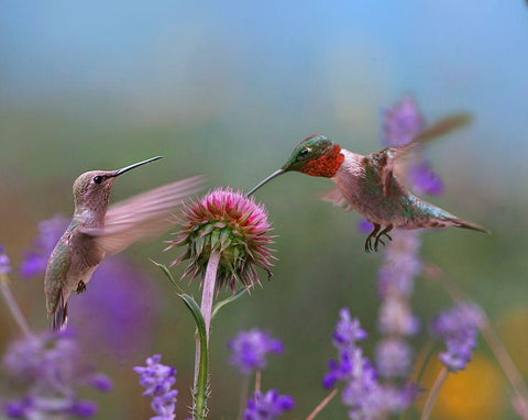 Ruby Throated Hummingbird at Bull Thistle White Modern Wood Framed Art Print with Double Matting by Fitzharris, Tim