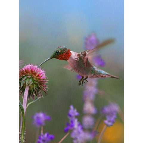 Ruby Throated Hummingbirds Gold Ornate Wood Framed Art Print with Double Matting by Fitzharris, Tim