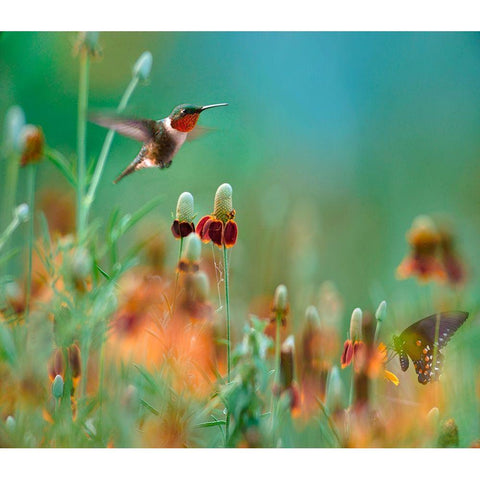 Ruby Throated Hummingbird among Mexican Hat Wildflowers Black Modern Wood Framed Art Print by Fitzharris, Tim