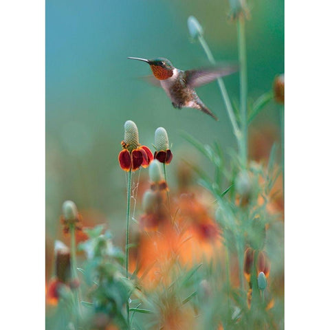 Ruby Throated in Mexican Hat Wildflowers White Modern Wood Framed Art Print by Fitzharris, Tim