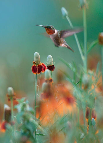 Ruby Throated in Mexican Hat Wildflowers White Modern Wood Framed Art Print with Double Matting by Fitzharris, Tim