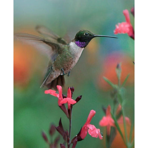 Black Chinned Hummingbird Black Modern Wood Framed Art Print with Double Matting by Fitzharris, Tim