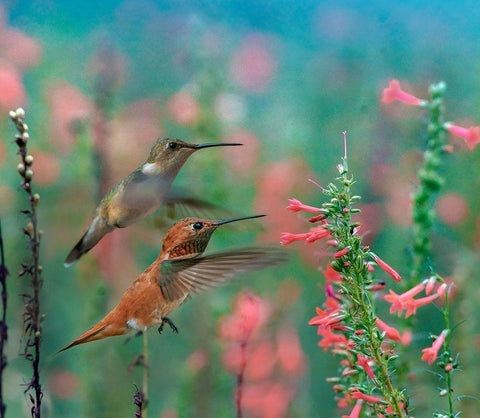 Rufous Hummingbird and Broad Tailed Hummingbird White Modern Wood Framed Art Print with Double Matting by Fitzharris, Tim