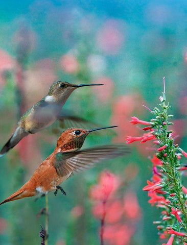 Rufous Hummingbird and Broad Tailed Hummingbirds at Penstemon White Modern Wood Framed Art Print with Double Matting by Fitzharris, Tim